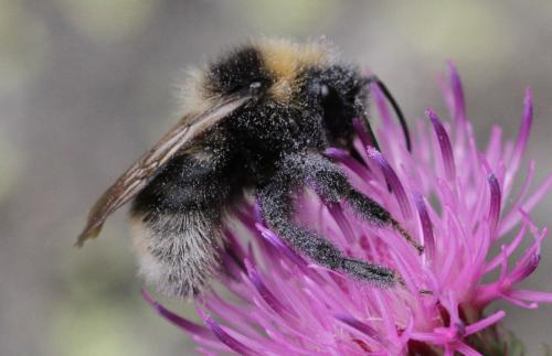 Réf. 296 501 : Bombus sp.